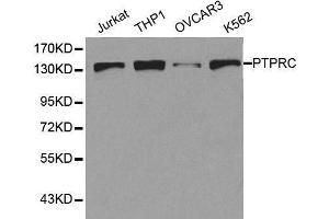 Western blot analysis of extracts of various cell lines, using PTPRC antibody. (CD45 antibody  (AA 890-990))