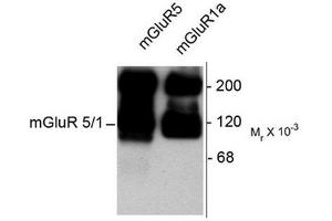Image no. 1 for anti-Glutamate Receptor, Metabotropic 5/1a (GRM5/1a) (C-Term) antibody (ABIN372670)
