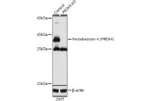 Western blot analysis of extracts from normal (control) and Peroxiredoxin 4 (Peroxiredoxin 4 (PRDX4)) knockout (KO) 293T cells, using Peroxiredoxin 4 (Peroxiredoxin 4 (PRDX4)) antibody (ABIN3022011, ABIN3022012, ABIN3022013 and ABIN1513410) at 1:1000 dilution. (Peroxiredoxin 4 antibody  (AA 38-271))