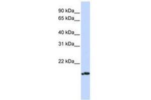 Image no. 1 for anti-Pallidin Homolog (PLDN) (AA 36-85) antibody (ABIN6741270)