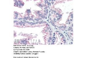Immunohistochemistry with Human Prostate lysate tissue at an antibody concentration of 5. (NAB1 antibody  (N-Term))