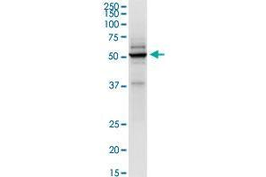 Immunoprecipitation of TRIM21 transfected lysate using anti-TRIM21 MaxPab rabbit polyclonal antibody and Protein A Magnetic Bead , and immunoblotted with TRIM21 purified MaxPab mouse polyclonal antibody (B01P) . (TRIM21 antibody  (AA 1-475))