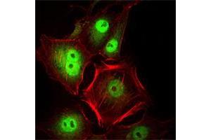 Immunofluorescence analysis of Hela cells using CDC2 mouse mAb (green). (CDK1 antibody)