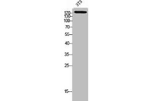 Western Blot analysis of 3T3 cells using CD232 Polyclonal Antibody (Plexin C1 antibody  (Internal Region))