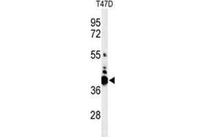 Western blot analysis of VTCN1 Antibody (Center) in T47D cell line lysates (35 µg/lane). (VTCN1 antibody  (Middle Region))