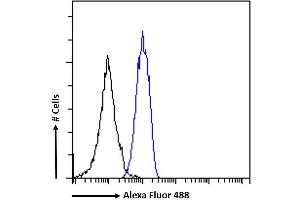 (ABIN5539582) Flow cytometric analysis of paraformaldehyde fixed K562 cells (blue line), permeabilized with 0. (STAT5A antibody  (AA 681-692))