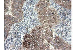 Image no. 1 for anti-Diphthamide Biosynthesis Protein 2 (DPH2) antibody (ABIN1497892) (DPH2 antibody)