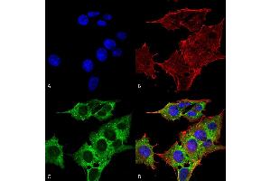 Immunocytochemistry/Immunofluorescence analysis using Mouse Anti-EAAC1 Monoclonal Antibody, Clone S180-41 . (SLC1A1 antibody  (AA 1-524) (FITC))