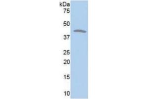 WB of Protein Standard: different control antibodies against Highly purified E. (CKM ELISA Kit)