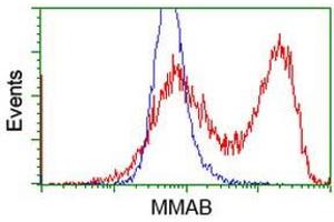 Flow Cytometry (FACS) image for anti-Methylmalonic Aciduria (Cobalamin Deficiency) CblB Type (MMAB) antibody (ABIN1499509) (MMAB antibody)