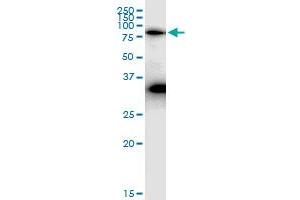 Immunoprecipitation of MAP3K7IP2 transfected lysate using anti-MAP3K7IP2 MaxPab rabbit polyclonal antibody and Protein A Magnetic Bead , and immunoblotted with MAP3K7IP2 purified MaxPab mouse polyclonal antibody (B01P) . (TAB2 antibody  (AA 1-693))