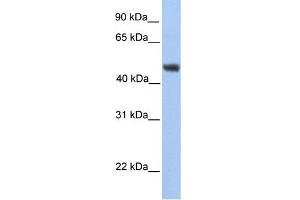WB Suggested Anti-ALG2 Antibody Titration:  0. (ALG2 antibody  (C-Term))