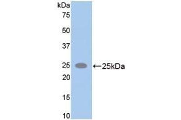 SPTAN1 antibody  (AA 2071-2269)