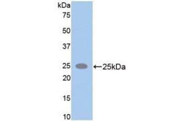 SPTAN1 抗体  (AA 2071-2269)