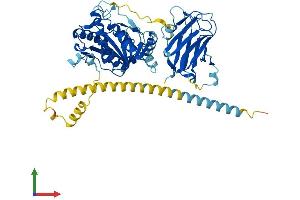 AlphaFold protein structure predicition of Mouse Recombinant Mgat4a Protein, UniprotID Q812G0