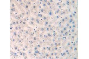Figure. (FRS2 antibody  (AA 268-453))