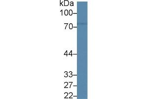 Western Blotting (WB) image for anti-CD6 (CD6) (AA 477-644) antibody (ABIN7443002)