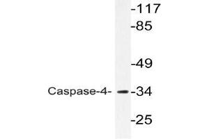 Western blot (WB) analyzes of Caspase-4 antibody in extracts from K562 cells. (Caspase 4 antibody)