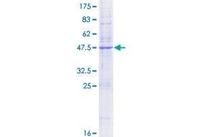 KDELR1 Protein (AA 1-212) (GST tag)