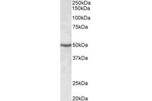Staining of Jurkat lysate using EEF1A2 Antibody at 0. (EEF1A2 antibody  (Internal Region))