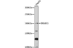 Western blot analysis of extracts of HepG2 cells, using SIGLEC1 antibody (ABIN7270291) at 1:1000 dilution. (Sialoadhesin/CD169 antibody  (AA 50-300))