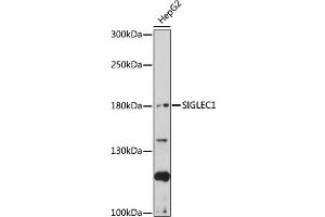 Western blot analysis of extracts of HepG2 cells, using SIGLEC1 antibody (ABIN7270291) at 1:1000 dilution.