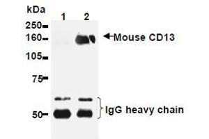 Western Blotting (WB) image for anti-Alanyl (Membrane) Aminopeptidase (ANPEP) antibody (ABIN1449277) (CD13 antibody)