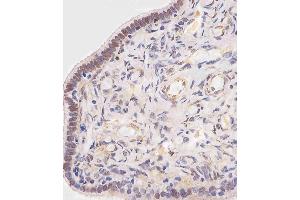 (ABIN6242906 and ABIN6578758) staining OVGP1 in human fallopian tube tissue sections by Immunohistochemistry (IHC-P - paraformaldehyde-fixed, paraffin-embedded sections). (OVGP1 antibody  (AA 107-137))