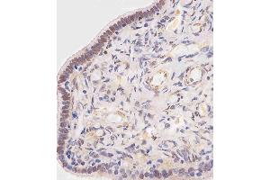 (ABIN6242906 and ABIN6578758) staining OVGP1 in human fallopian tube tissue sections by Immunohistochemistry (IHC-P - paraformaldehyde-fixed, paraffin-embedded sections).