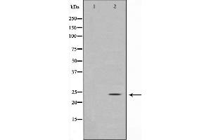 Western blot analysis on COS7 cell lysate using Glucagon Antibody,The lane on the left is treated with the antigen-specific peptide. (Glucagon antibody)