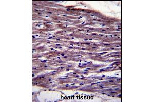 UNC45B Antibody (N-term) (ABIN657903 and ABIN2846854) immunohistochemistry analysis in formalin fixed and paraffin embedded human heart tissue followed by peroxidase conjugation of the secondary antibody and DAB staining.