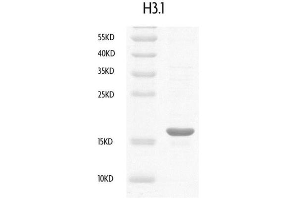 Histone H3.1 Protein (HIST1H3B) (full length)