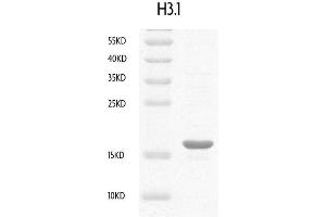Recombinant Histone H3. (Histone H3.1 Protein (HIST1H3B) (full length))