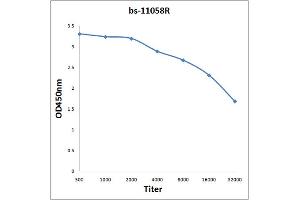 APBA3 antibody  (AA 241-340)