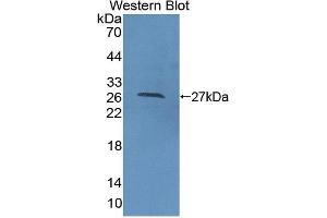 Detection of Recombinant CDC42, Human using Polyclonal Antibody to Cell Division Cycle Protein 42 (CDC42) (CDC42 antibody  (AA 1-188))