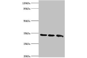 Western blot All lanes: Aquaporin-4 antibody at 2 μg/mL Lane 1: Mouse brain tissue Lane 2: Mouse heart tissue Lane 3: Mouse kidney tissue Secondary Goat polyclonal to rabbit IgG at 1/10000 dilution Predicted band size: 35, 33 kDa Observed band size: 35 kDa (Aquaporin 4 antibody  (AA 244-323))