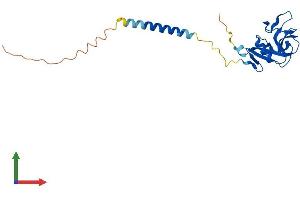 AlphaFold protein structure predicition of Mouse Recombinant Clec2e Protein, UniprotID Q80XD9 (Clec2e Protein (AA 1-204) (His tag))