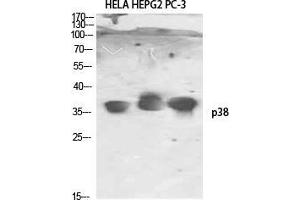 Western Blot (WB) analysis of HeLa HepG2 PC-3 using p38 Polyclonal Antibody. (MAPK14 antibody)