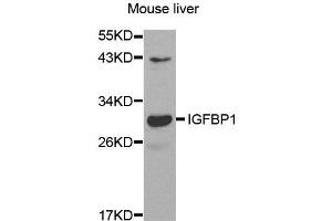 Western Blotting (WB) image for anti-Insulin-Like Growth Factor Binding Protein 1 (IGFBPI) (AA 26-259) antibody (ABIN3023445) (IGFBPI antibody  (AA 26-259))