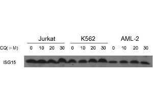Western Blotting (WB) image for anti-ISG15 Ubiquitin-Like Modifier (ISG15) (AA 31-61), (N-Term) antibody (ABIN387983)