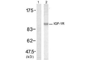 Western blot analysis of extract from 293 cells, using IGF-1R (Ab-1346) antibody (E021303, Lane 1 and 2). (IGF1R antibody)