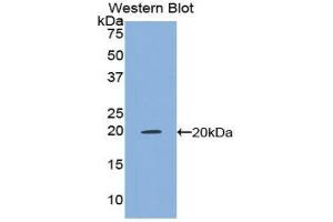 Western Blotting (WB) image for anti-Tumor Necrosis Factor alpha (TNF alpha) (AA 63-233) antibody (ABIN3209219) (TNF alpha antibody  (AA 63-233))