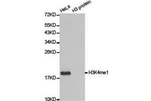 Western Blotting (WB) image for anti-Histone 3 (H3) (H3K4me) antibody (ABIN1872994) (Histone 3 antibody  (H3K4me))