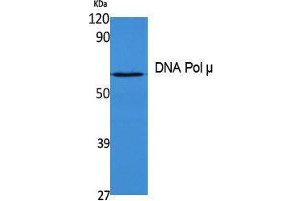 POLM antibody  (Internal Region)