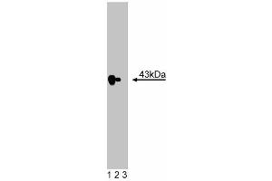 Western blot analysis of ECA39 on HeLa lysate. (BCAT1 antibody  (AA 213-335))