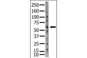 Image no. 1 for anti-SUMO1/sentrin/SMT3 Specific Peptidase 2 (SENP2) (C-Term) antibody (ABIN356753) (SENP2 antibody  (C-Term))