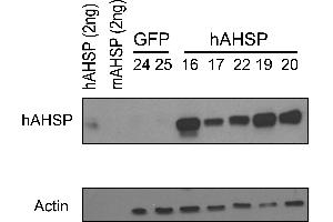 Western Blotting (WB) image for anti-alpha Hemoglobin Stabilizing Protein (aHSP) antibody (ABIN1043696)