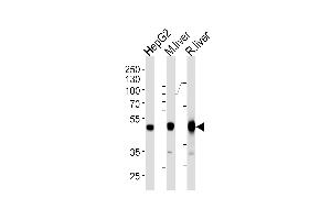 Western blot analysis of lysates from HepG2 cell line and mouse liver rat liver tissue lysates (from left to right) using H Antibody (Center) (ABIN1944892 and ABIN2838534). (Phenylalanine Hydroxylase antibody  (AA 127-161))