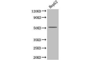 Western Blot Positive WB detected in: HepG2 whole cell lysate All lanes: PLA2G7 antibody at 4 μg/mL Secondary Goat polyclonal to rabbit IgG at 1/50000 dilution Predicted band size: 51 kDa Observed band size: 51 kDa