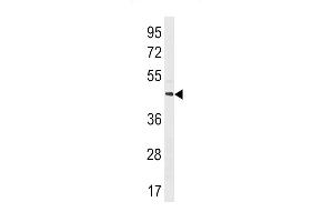 MRGPRX4 Antibody (C-term) (ABIN1881552 and ABIN2843303) western blot analysis in human Uterus tissue lysates (35 μg/lane). (MRGPRX4 antibody  (C-Term))